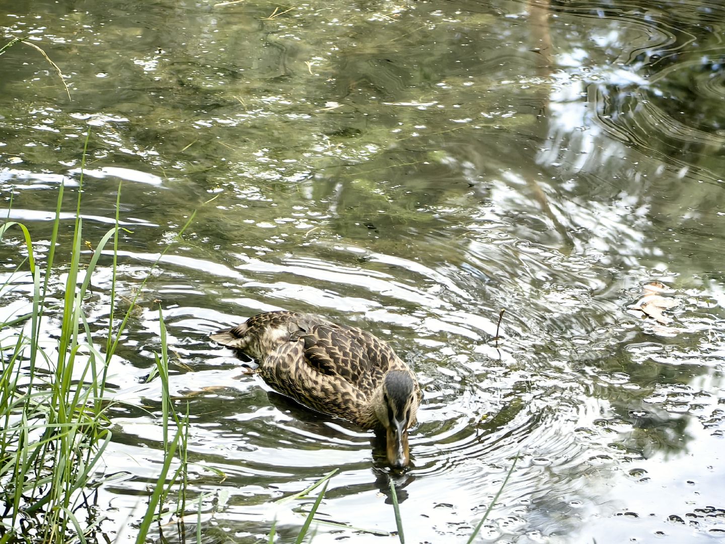 домик для уток, плавающий домик, пруд, потомство, щёлково,