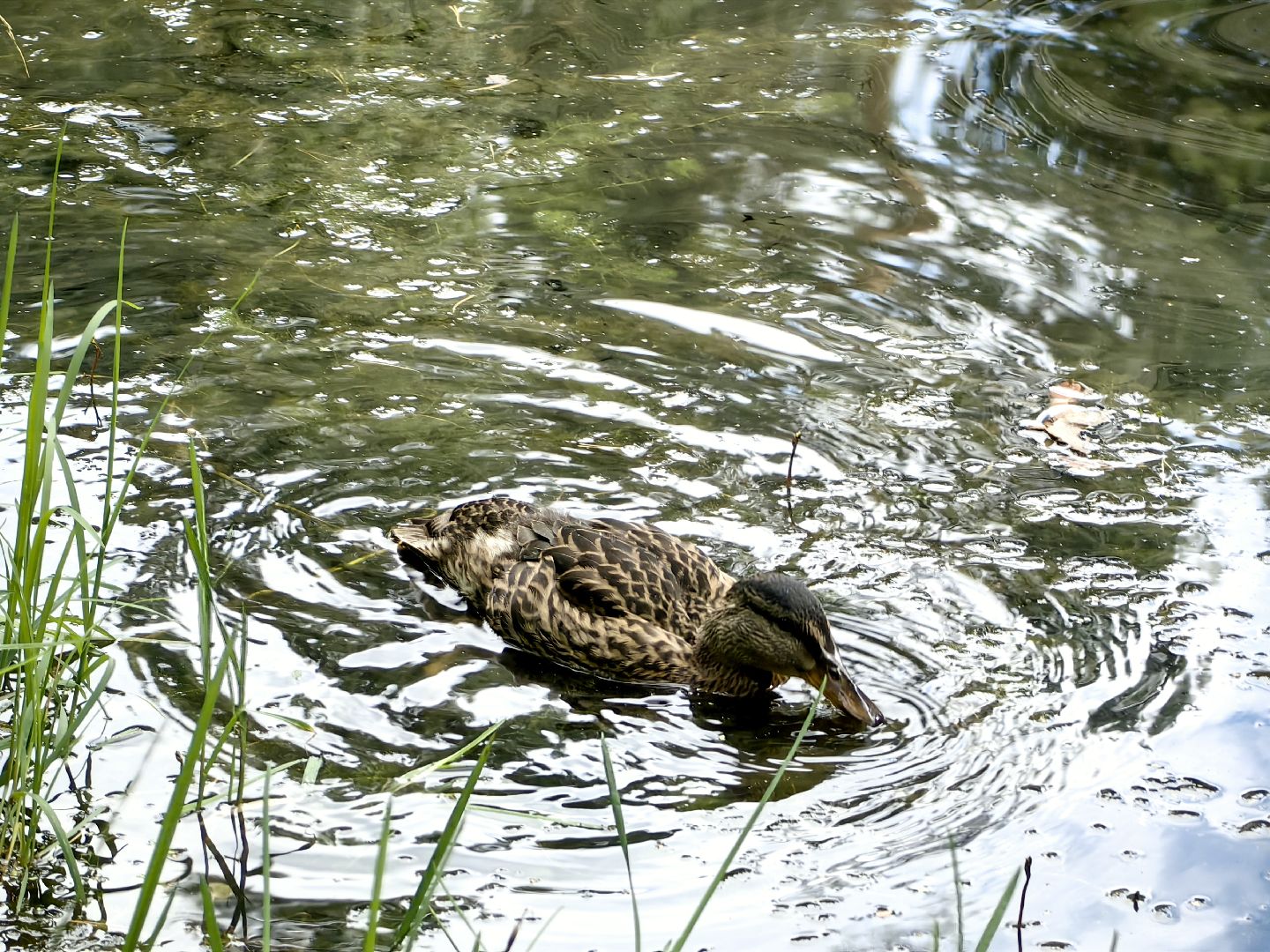 домик для уток, плавающий домик, пруд, потомство, щёлково,