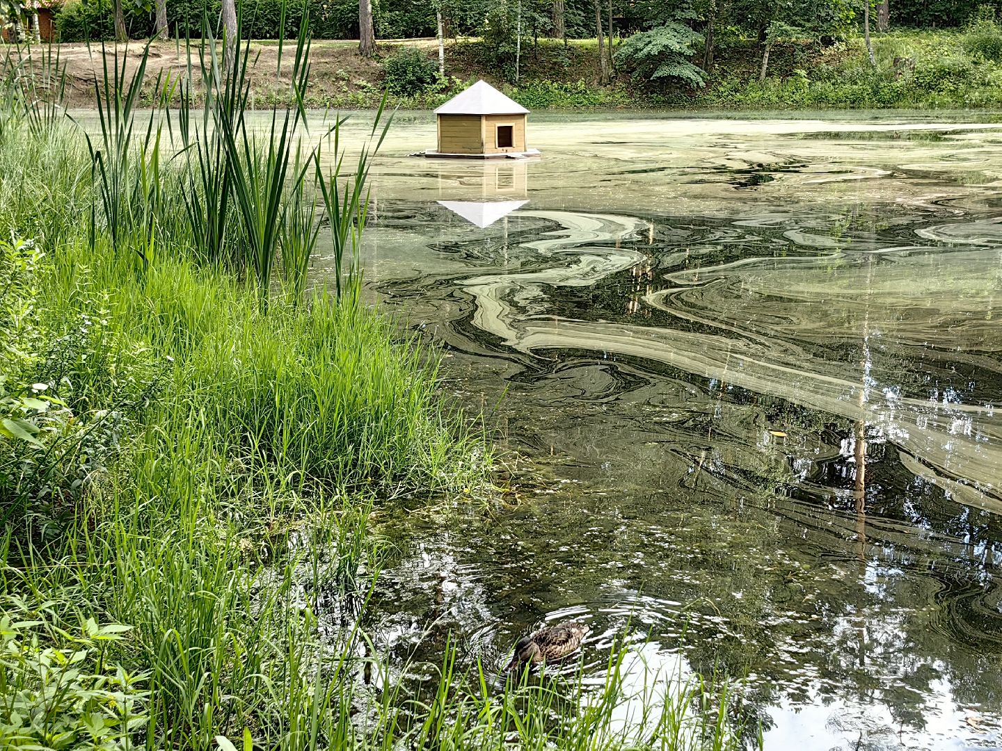 домик для уток, плавающий домик, пруд, потомство, щёлково,