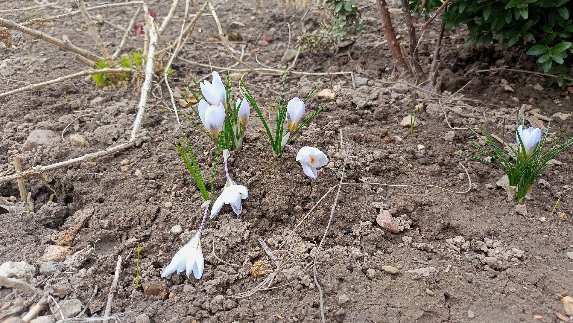 Первые цветы, Крокусы, Весна, Растения, Садовые участки