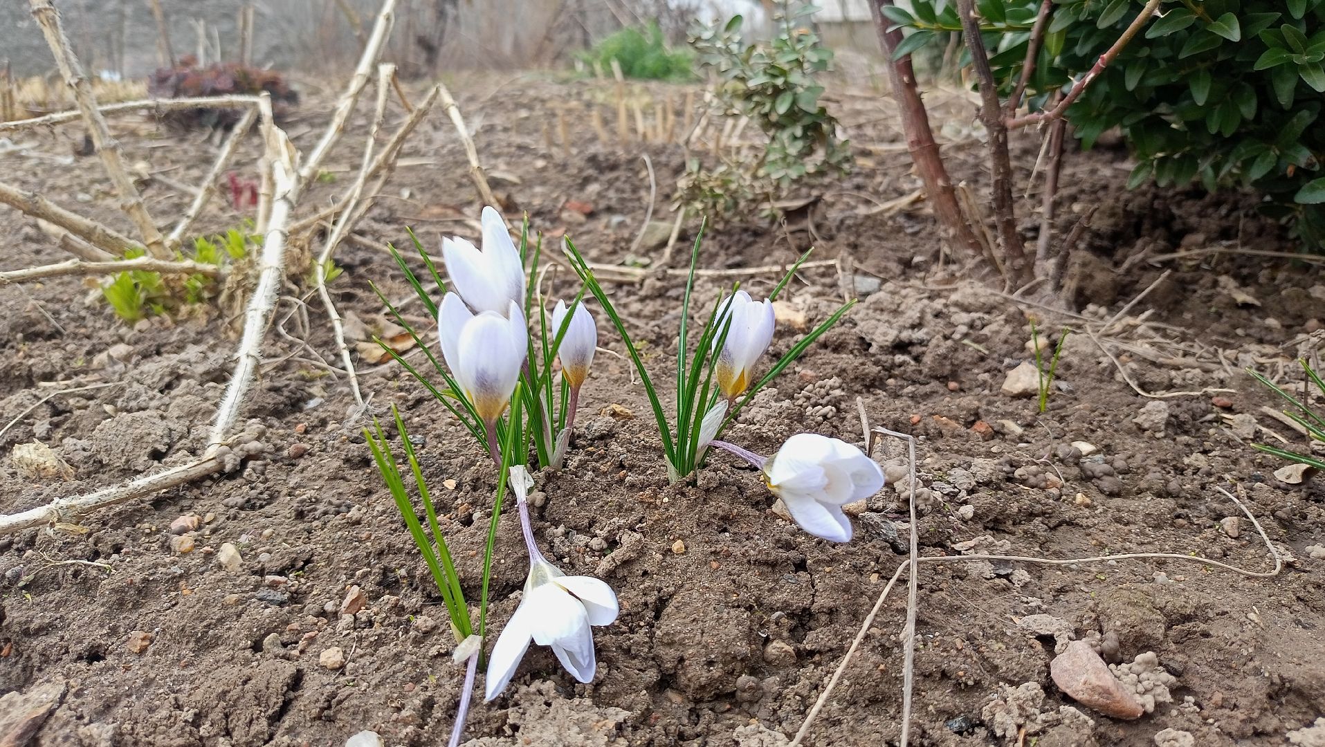 Первые цветы, Крокусы, Весна, Растения, Садовые участки