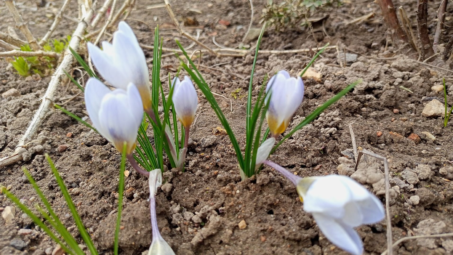 Первые цветы, Крокусы, Весна, Растения, Садовые участки