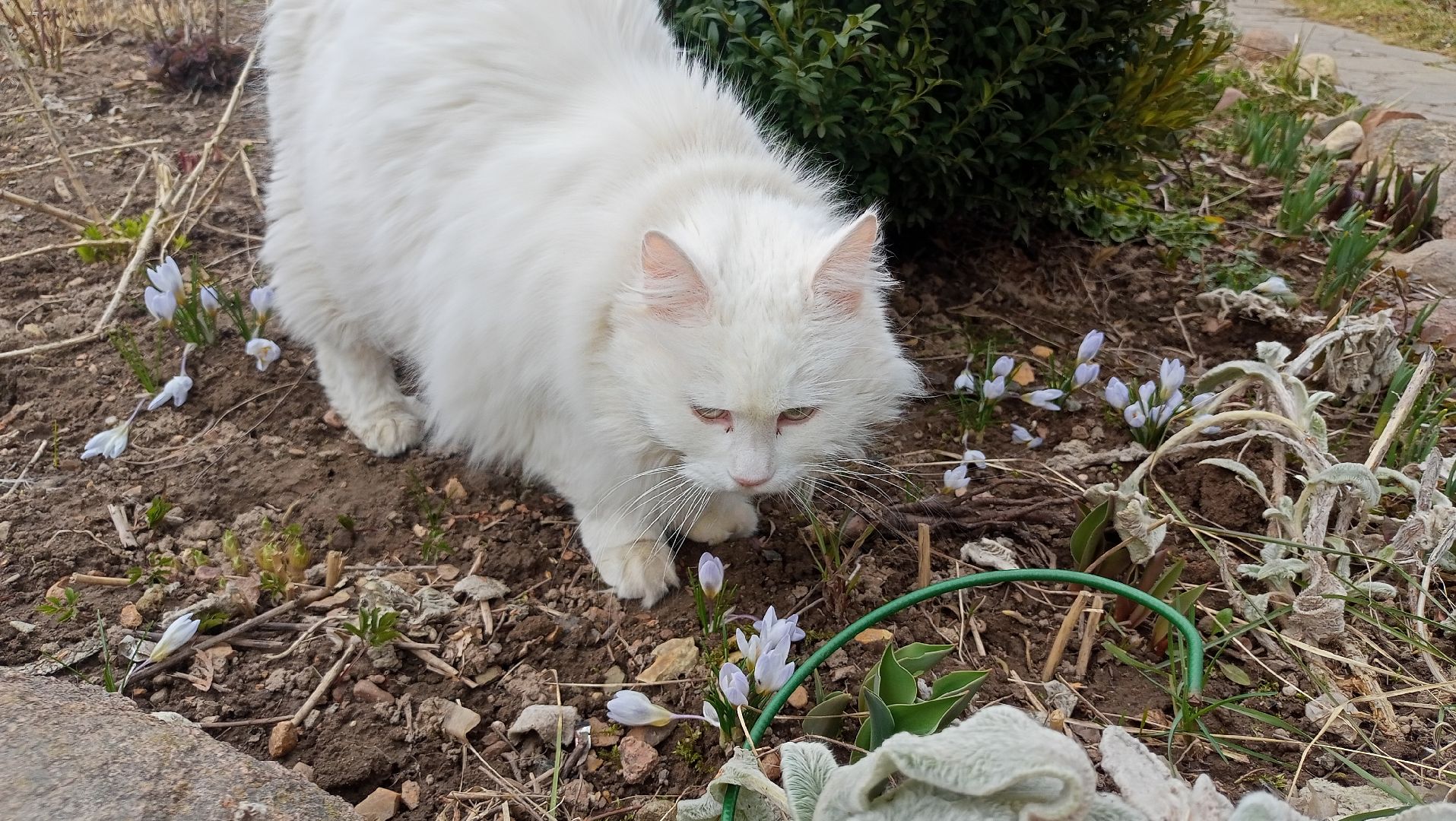 Первые цветы, Крокусы, Весна, Растения, Садовые участки