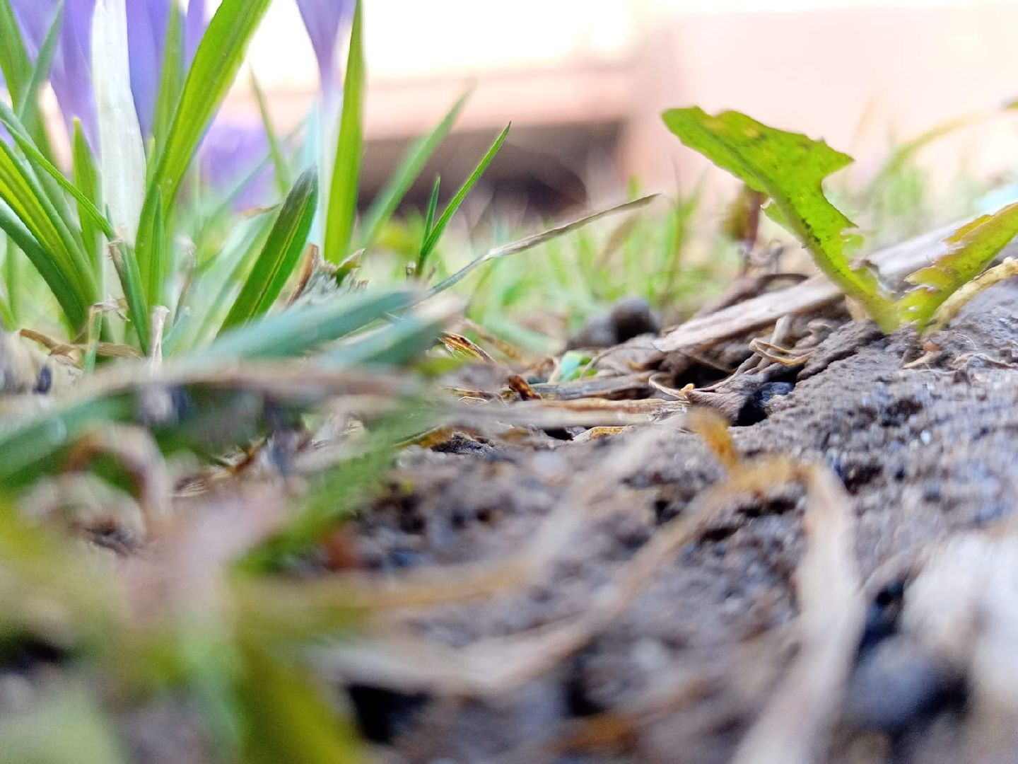 Первые цветы, Крокусы, Весна, Растения, Садовые участки