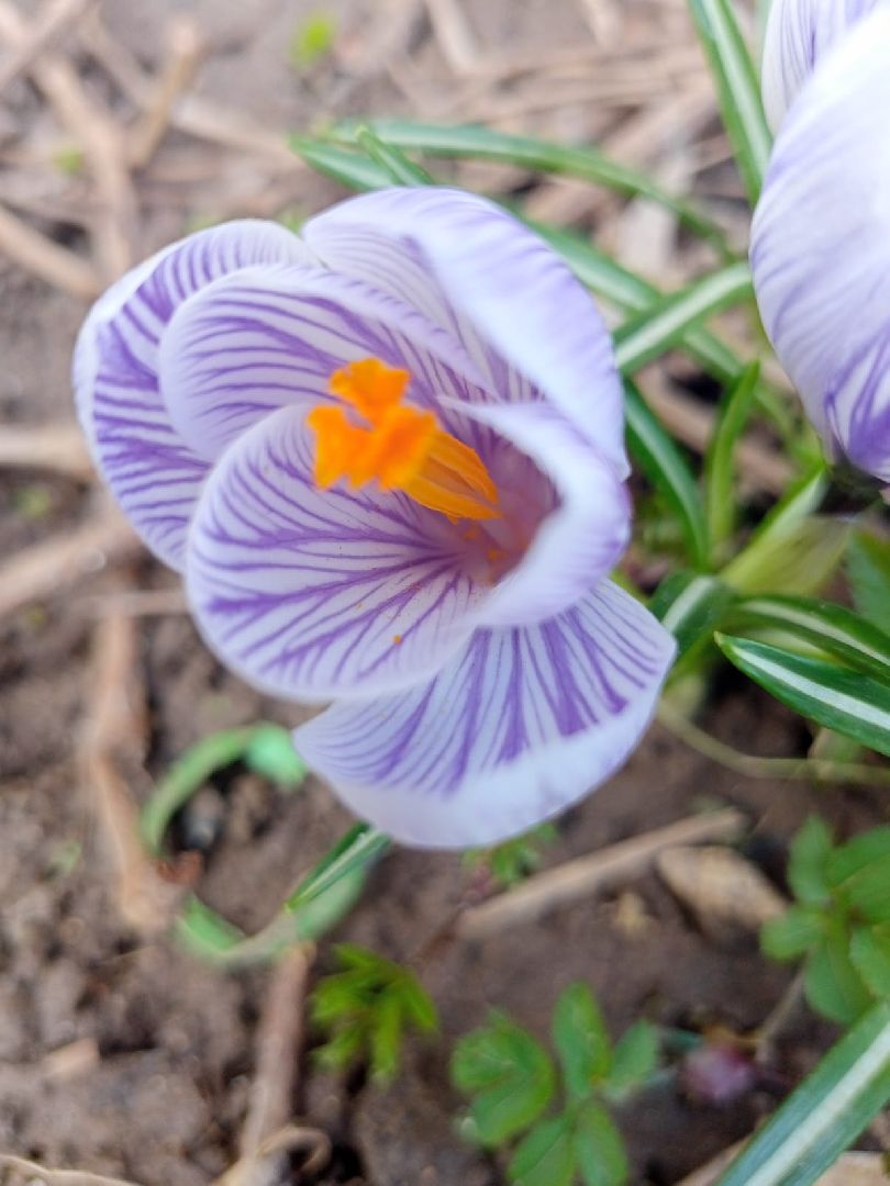 Первые цветы, Крокусы, Весна, Растения, Садовые участки