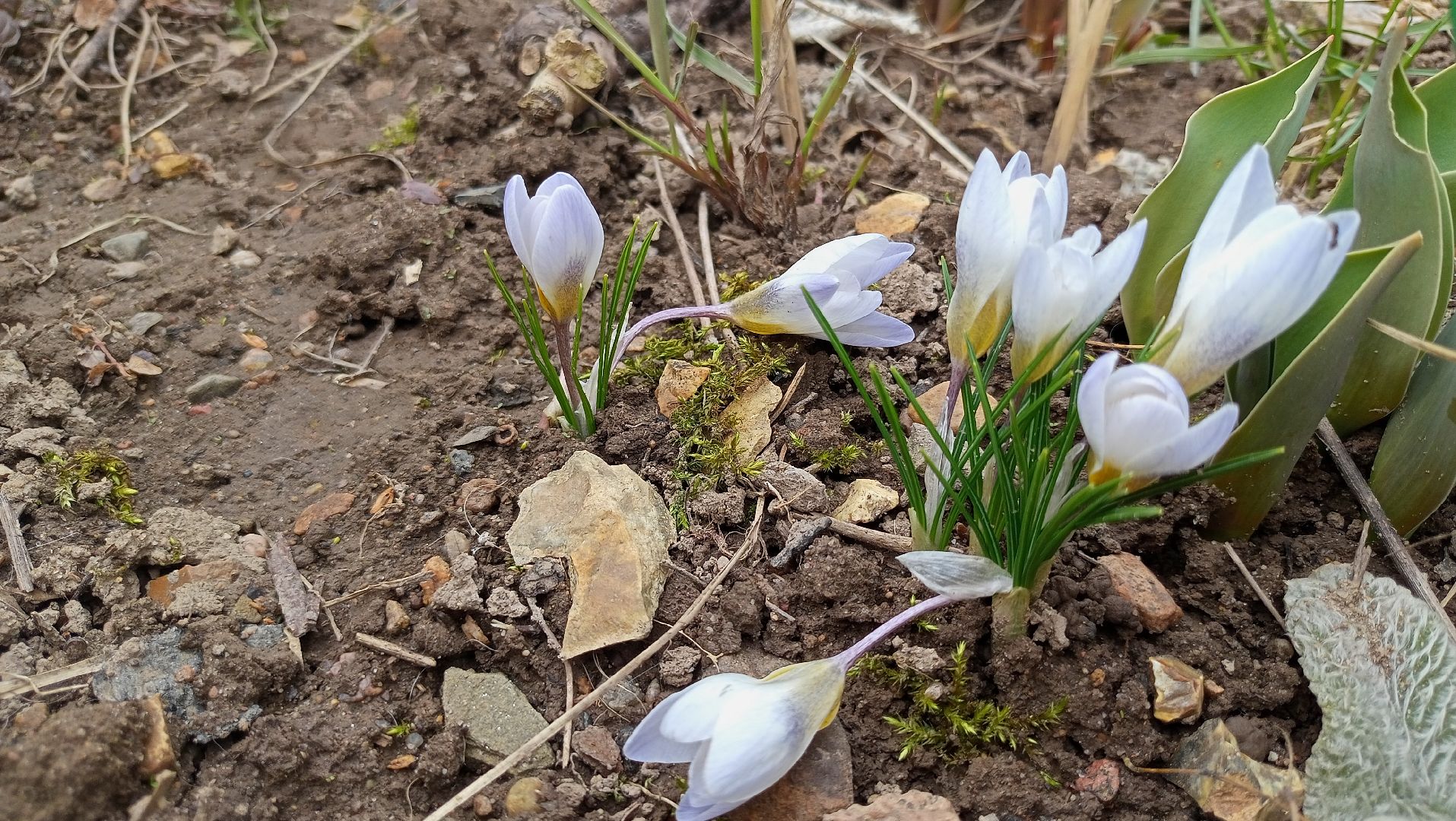 Первые цветы, Крокусы, Весна, Растения, Садовые участки