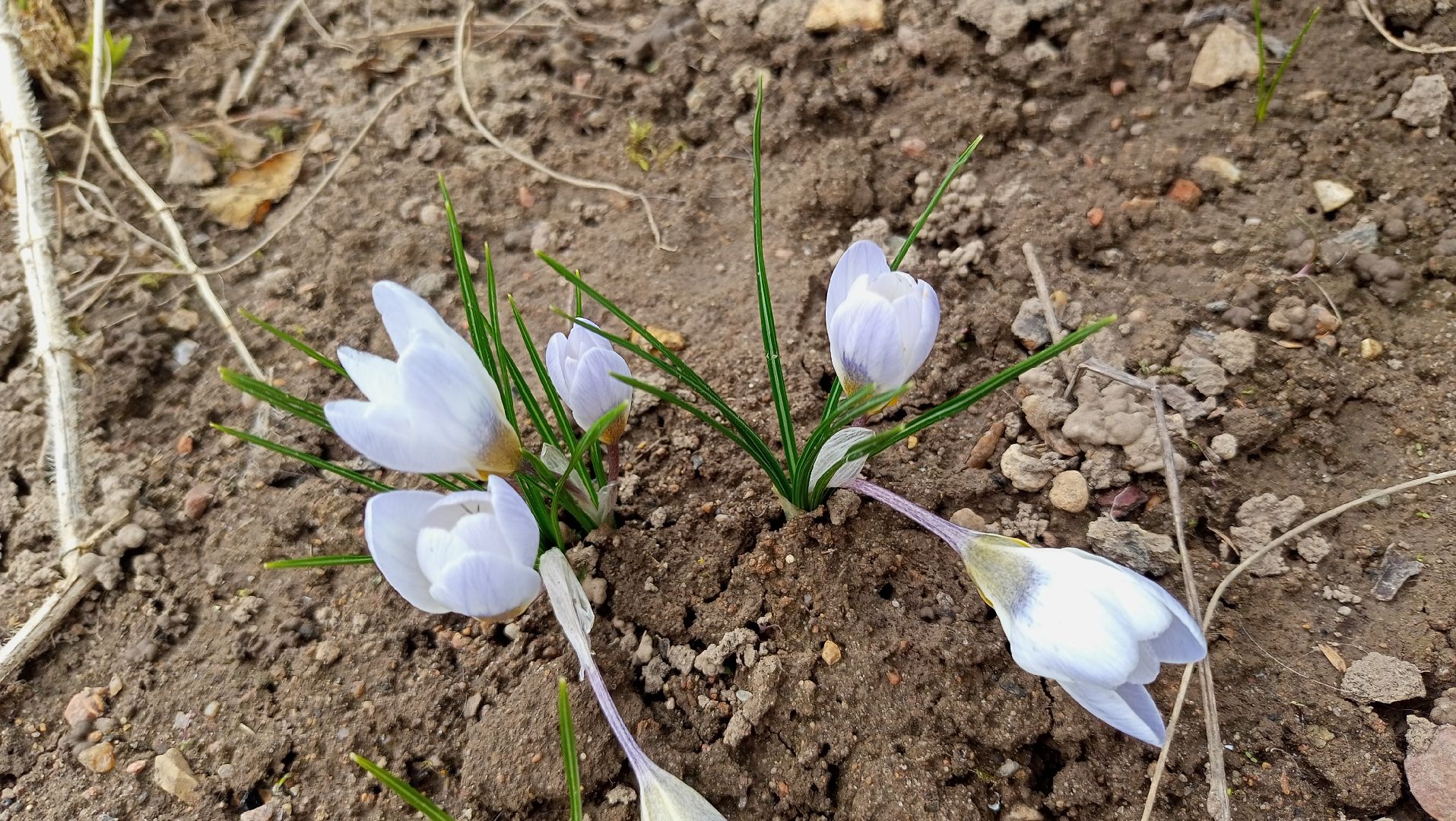 Первые цветы, Крокусы, Весна, Растения, Садовые участки