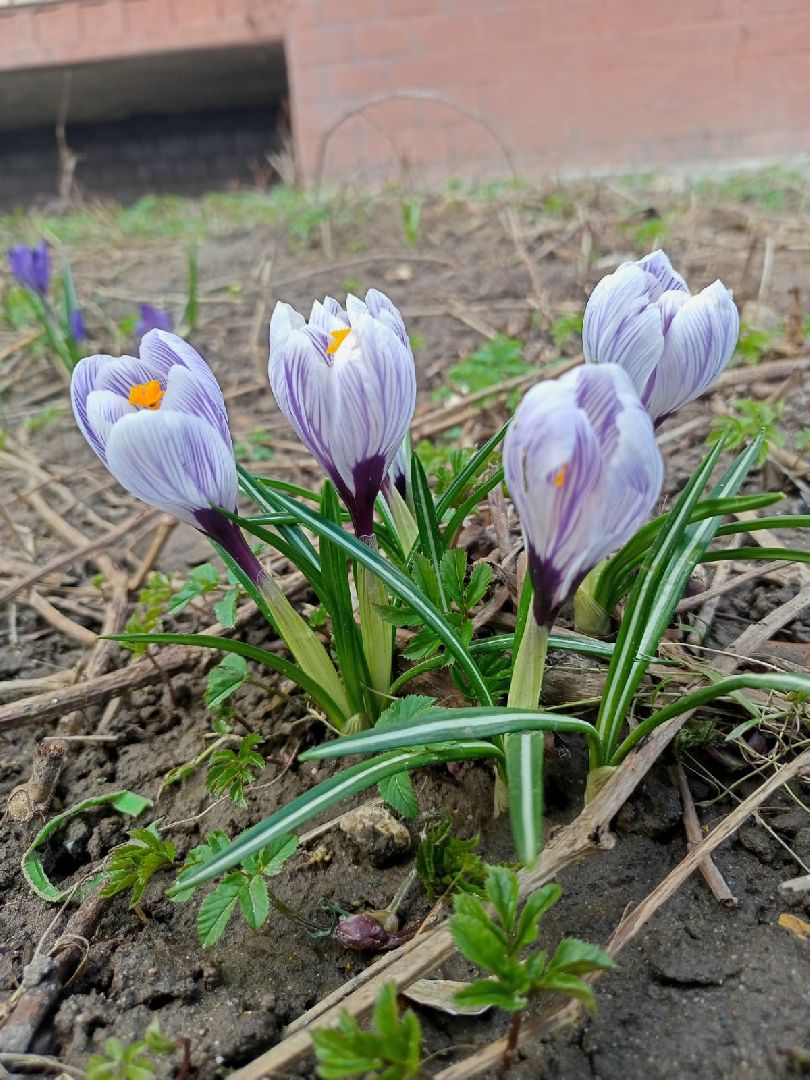 Первые цветы, Крокусы, Весна, Растения, Садовые участки