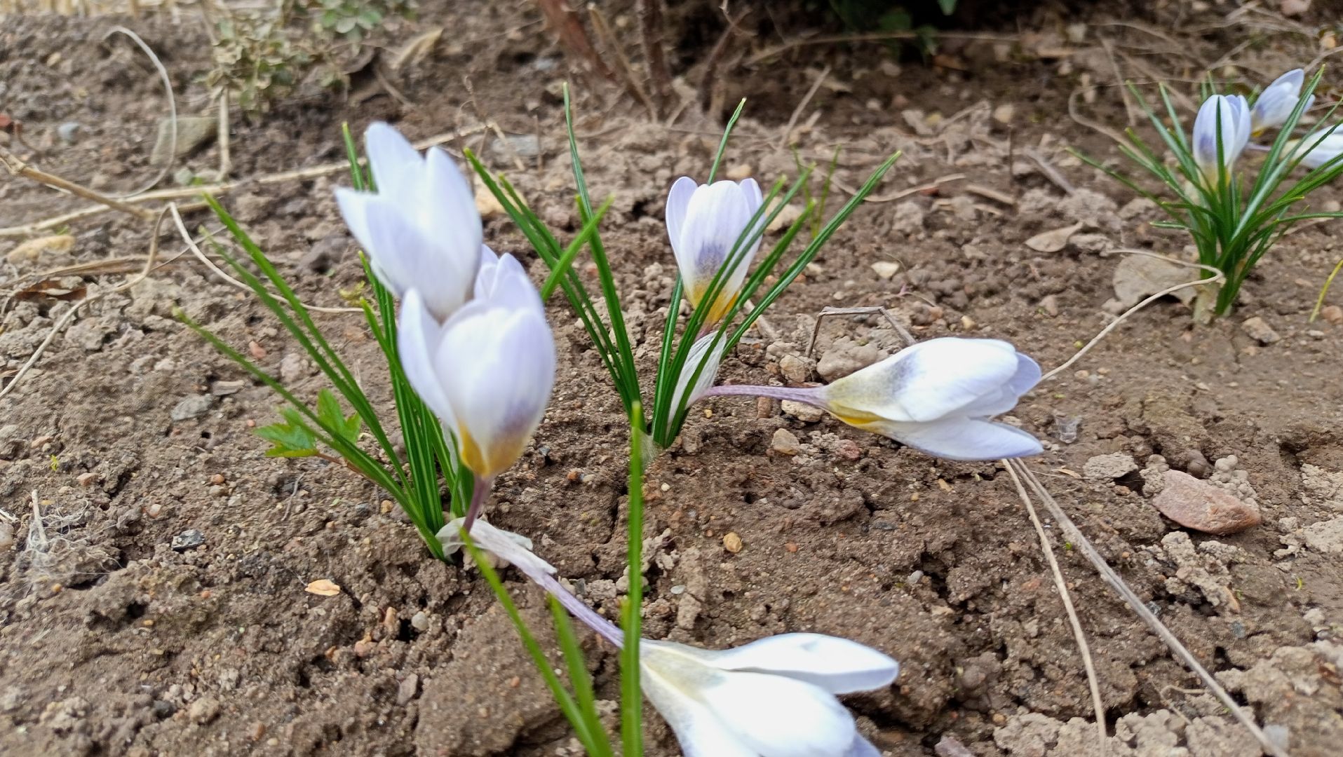 Первые цветы, Крокусы, Весна, Растения, Садовые участки