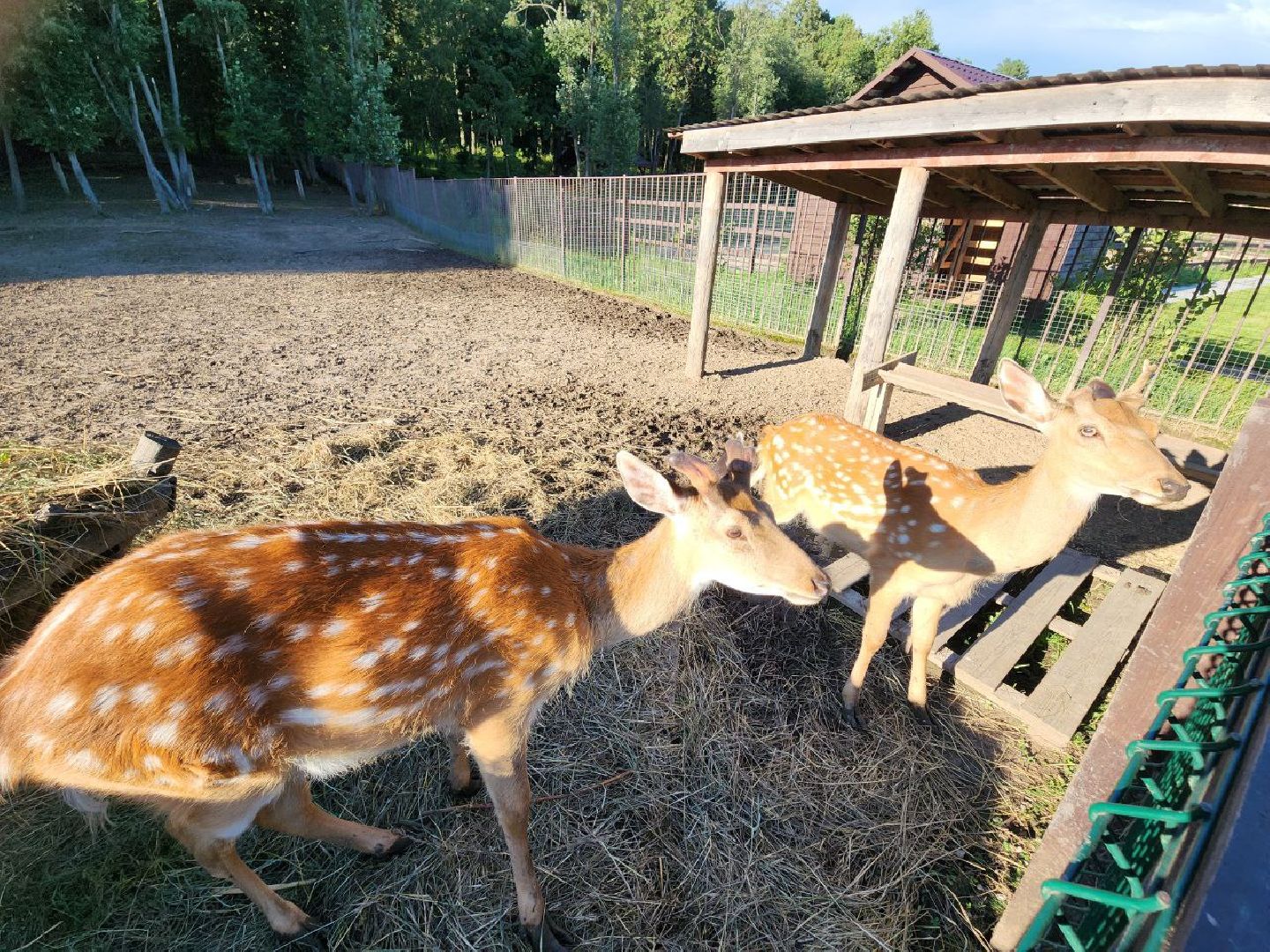 серпухов, подмосковье, бунин ручей, экоферма, пятнистые олени в подмосковье,