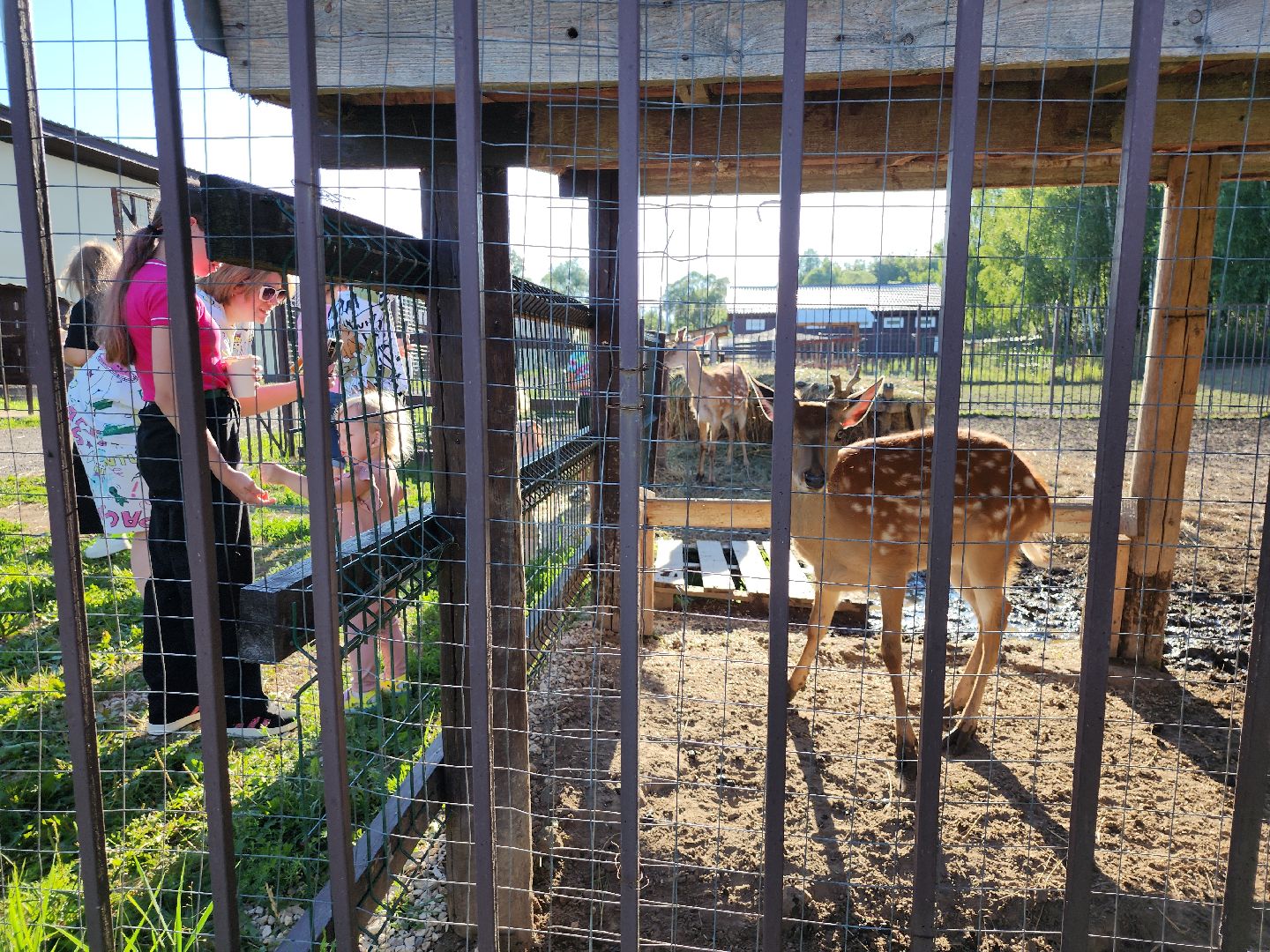 серпухов, подмосковье, бунин ручей, экоферма, пятнистые олени в подмосковье,