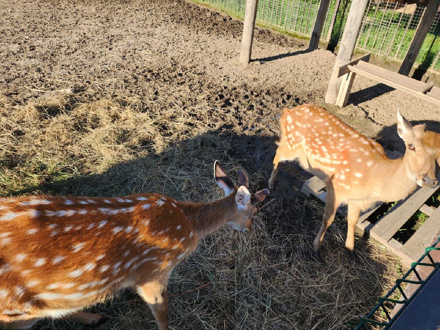 серпухов, подмосковье, бунин ручей, экоферма, пятнистые олени в подмосковье,