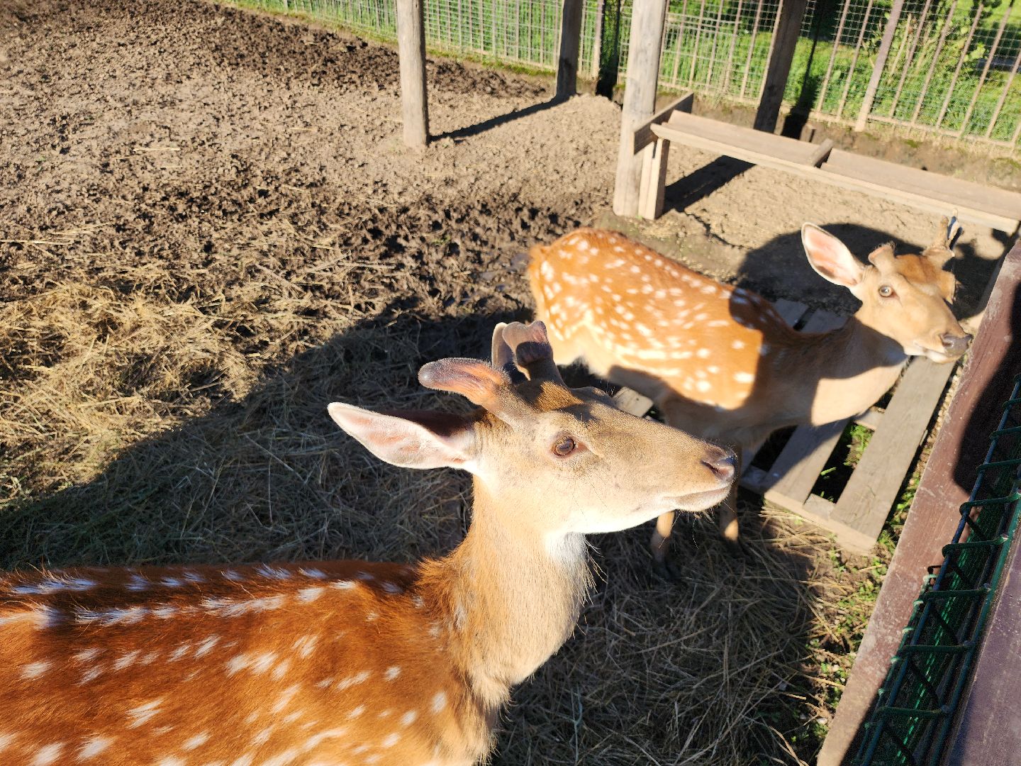 серпухов, подмосковье, бунин ручей, экоферма, пятнистые олени в подмосковье,