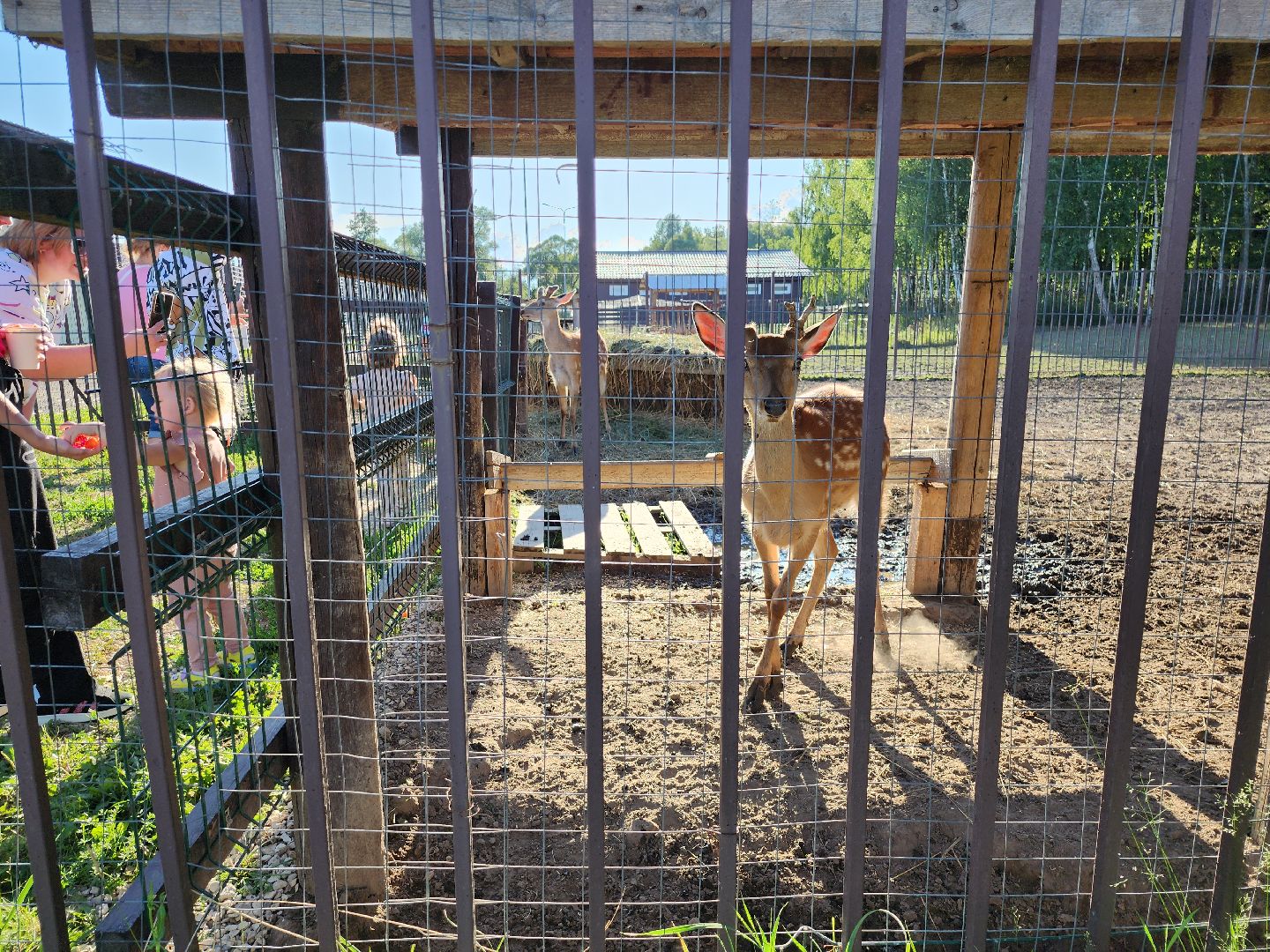 серпухов, подмосковье, бунин ручей, экоферма, пятнистые олени в подмосковье,