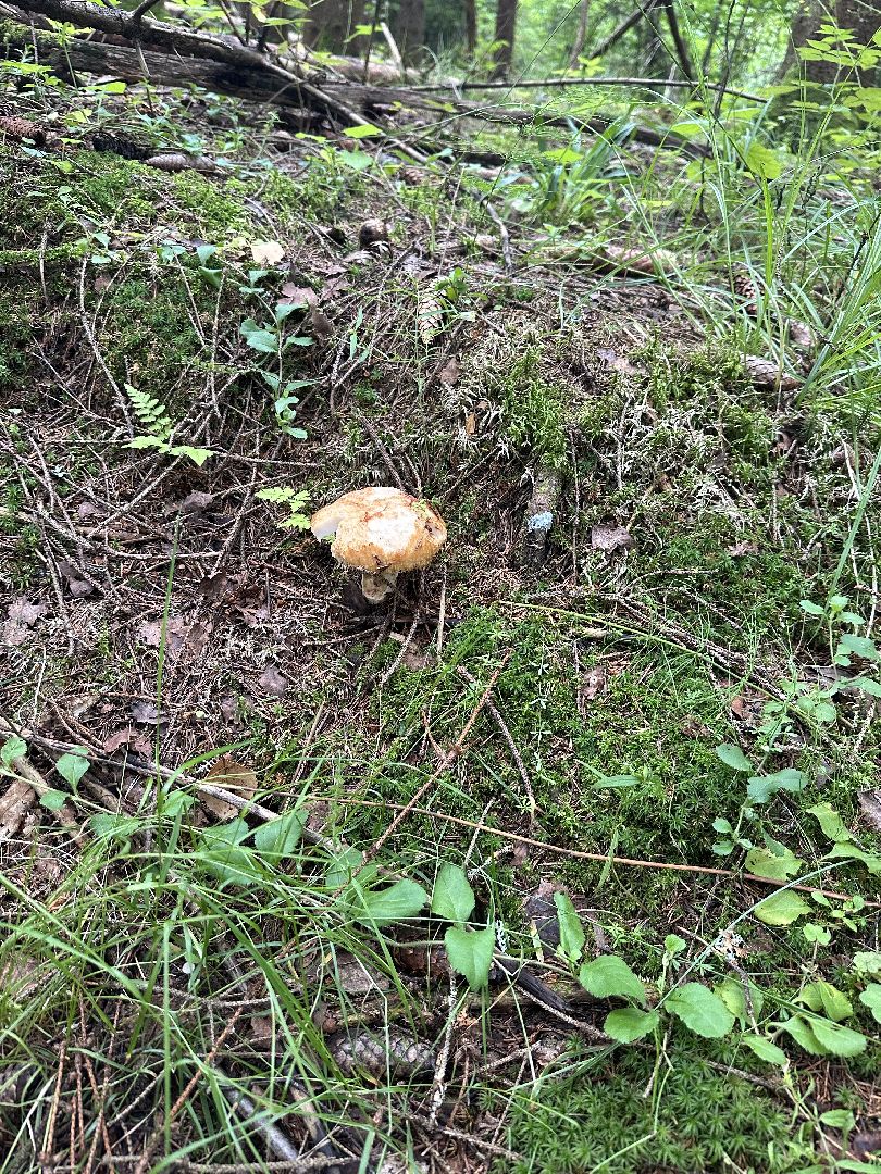 Истра, грибы в лесу,