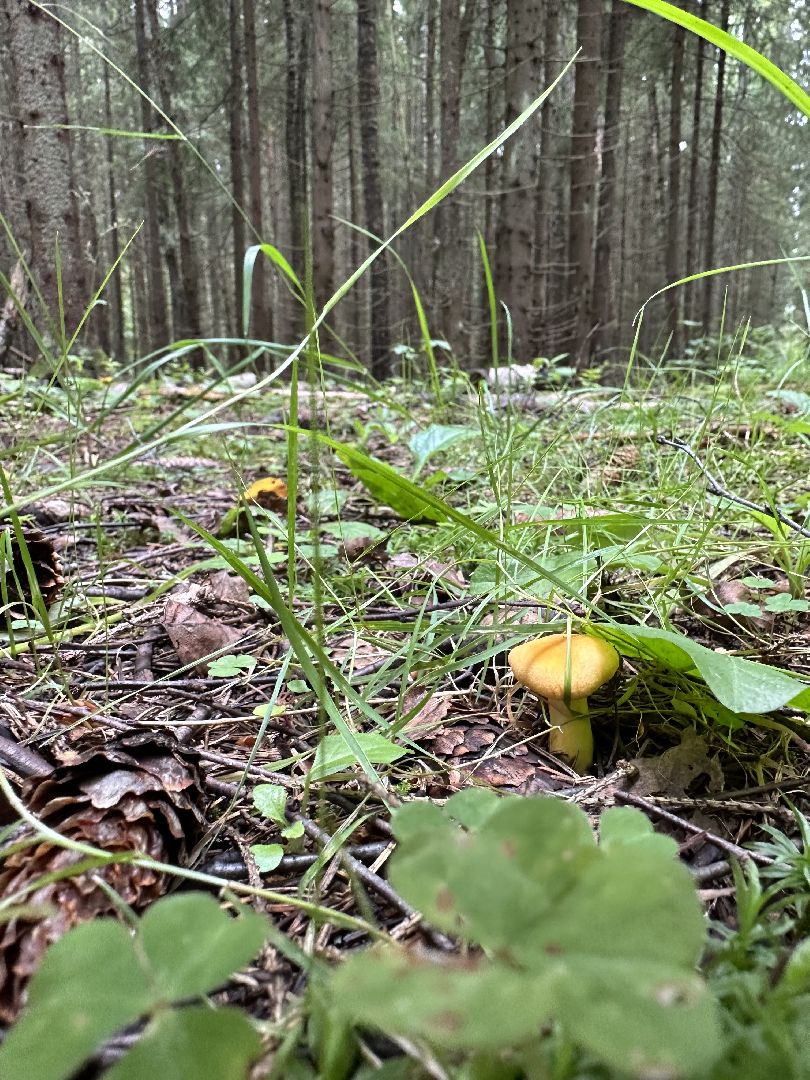 Истра, грибы в лесу,