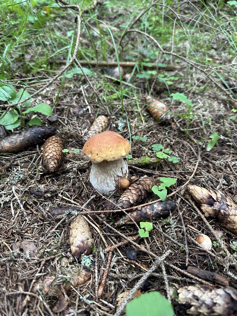 Истра, грибы в лесу,