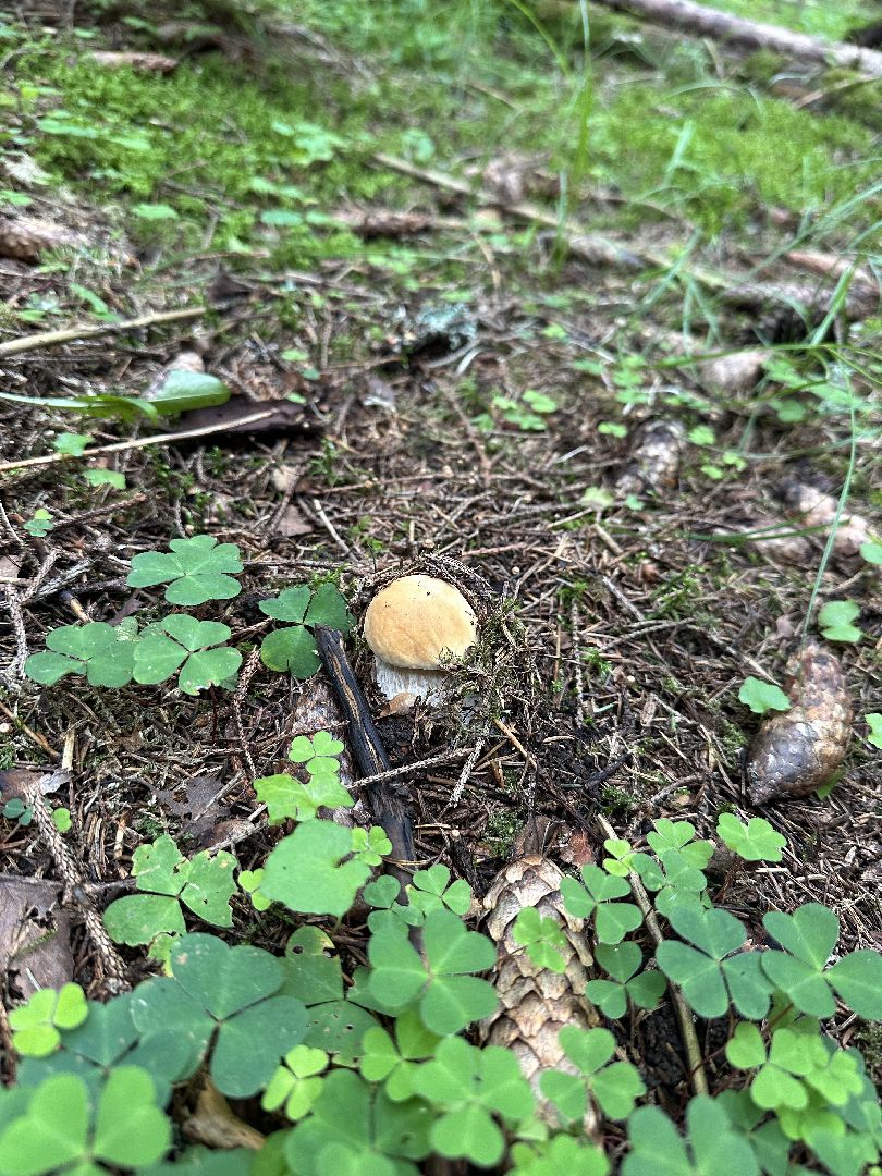 Истра, грибы в лесу,