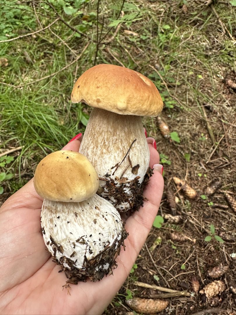 Истра, грибы в лесу,