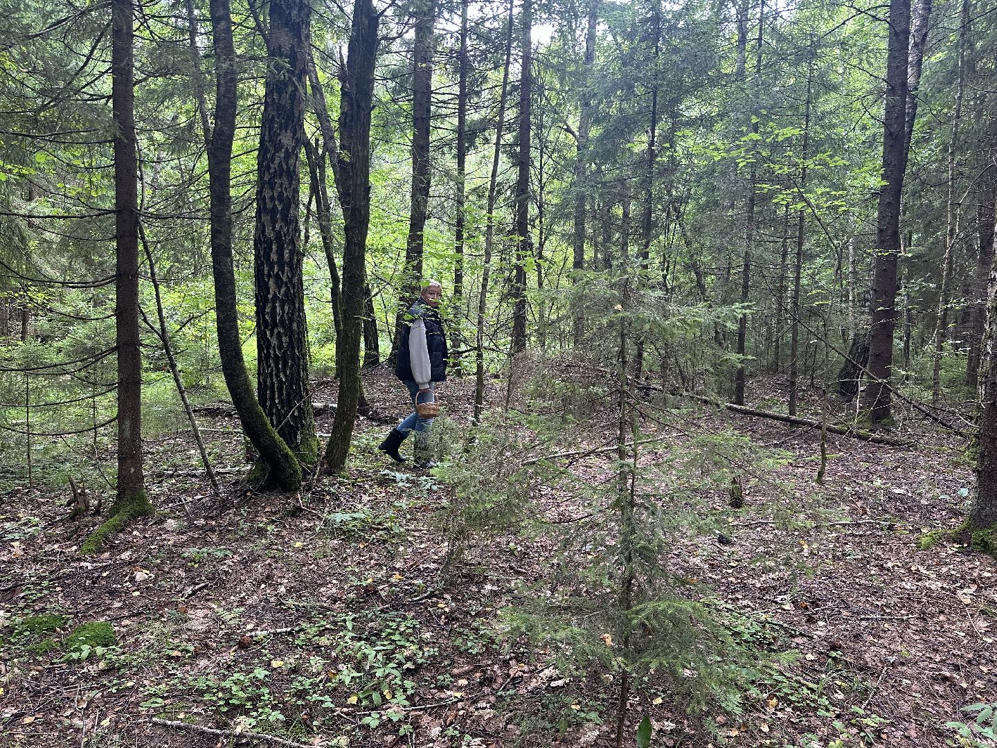 Истра, грибы в лесу,