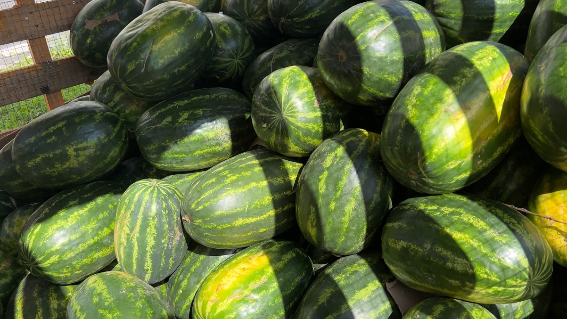 химки, общество, бахчевые развалы, арбуз,