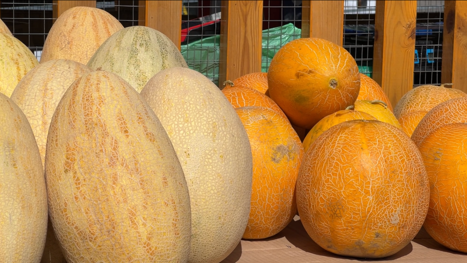 химки, общество, бахчевые развалы, арбуз,