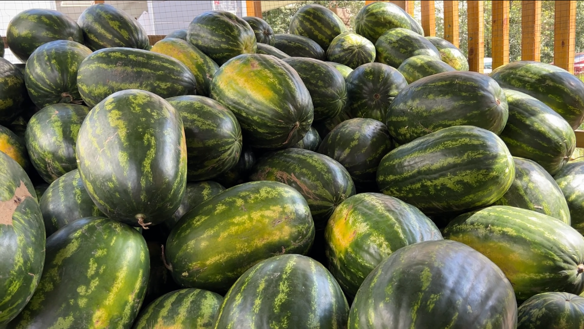 химки, общество, бахчевые развалы, арбуз,