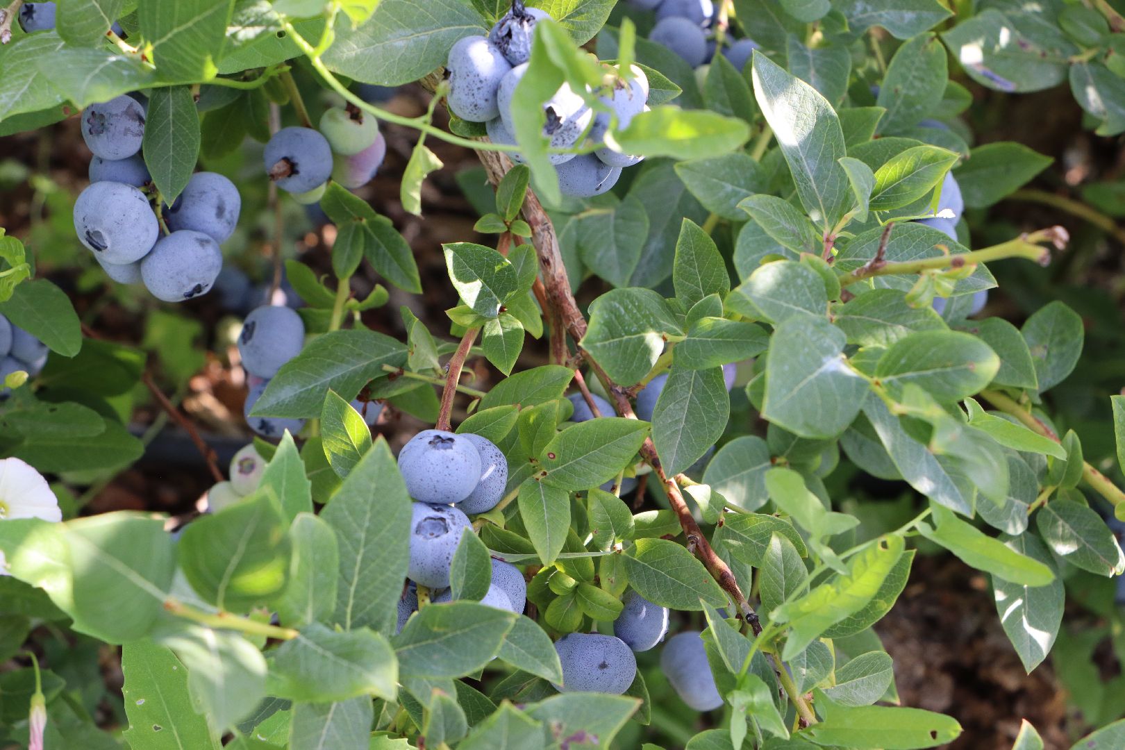 Серебряные Пруды, фермер, красная смородина, голубика, сельское хозяйство, ягодная ферма, ягода,