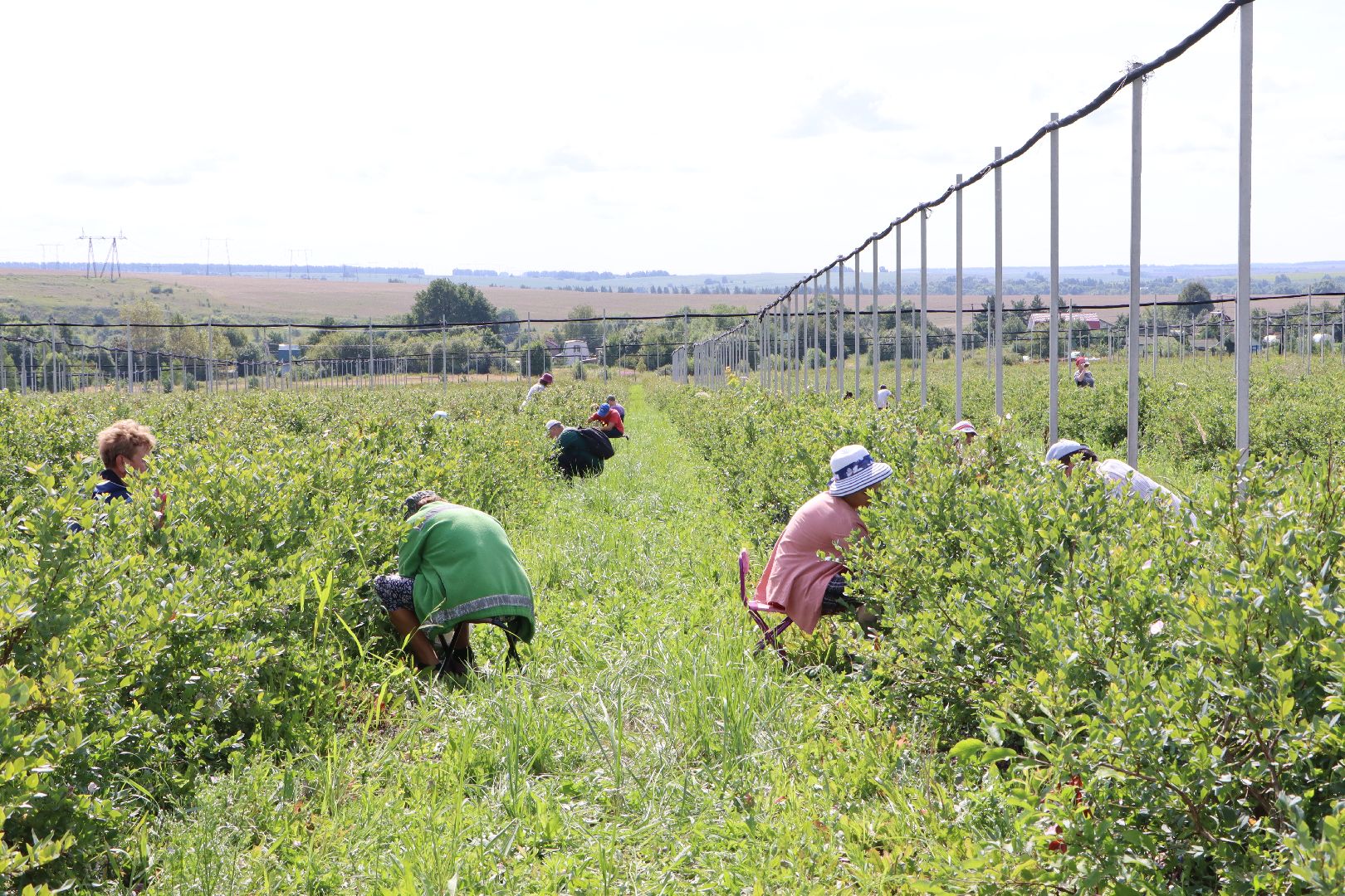 Серебряные Пруды, фермер, красная смородина, голубика, сельское хозяйство, ягодная ферма, ягода,