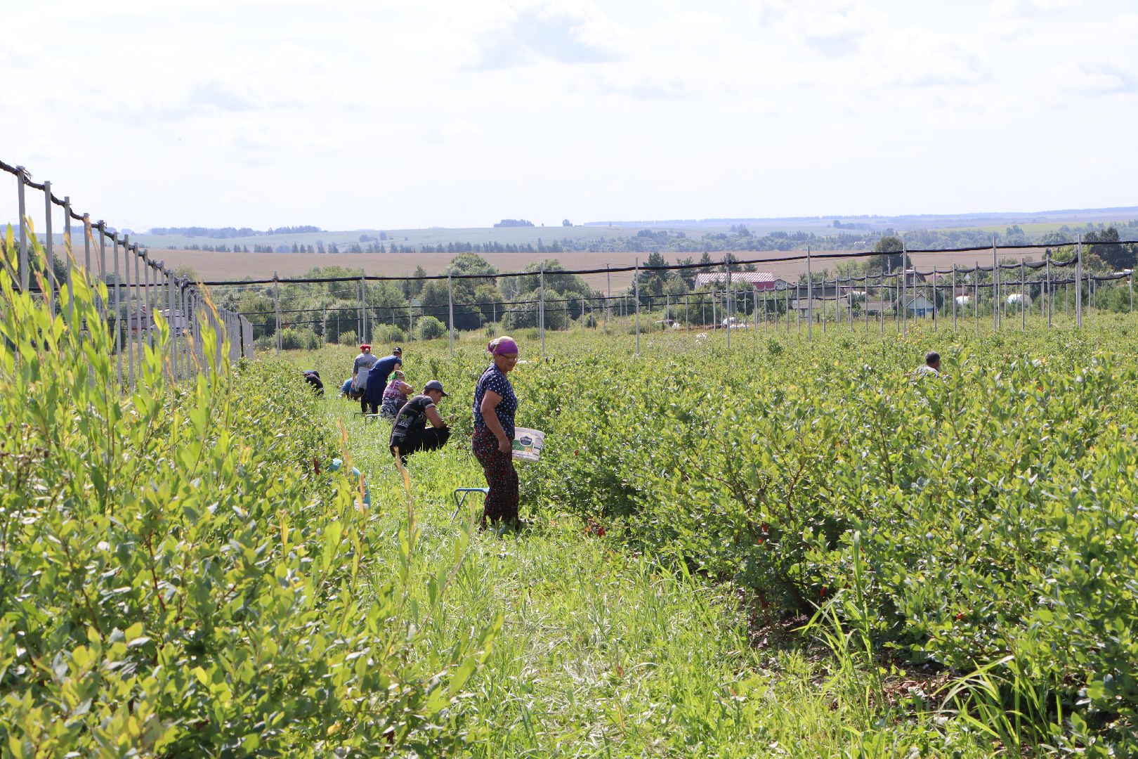 Серебряные Пруды, фермер, красная смородина, голубика, сельское хозяйство, ягодная ферма, ягода,