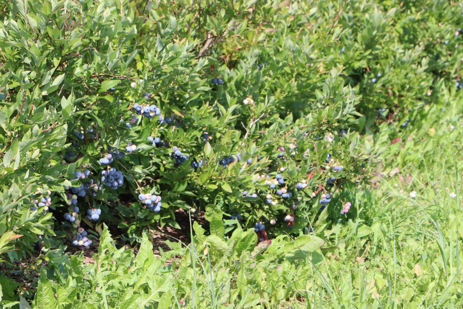 Серебряные Пруды, фермер, красная смородина, голубика, сельское хозяйство, ягодная ферма, ягода,