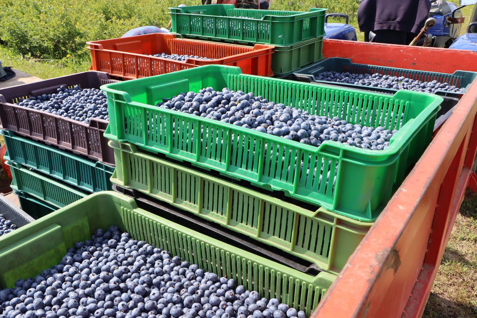 Серебряные Пруды, фермер, красная смородина, голубика, сельское хозяйство, ягодная ферма, ягода,