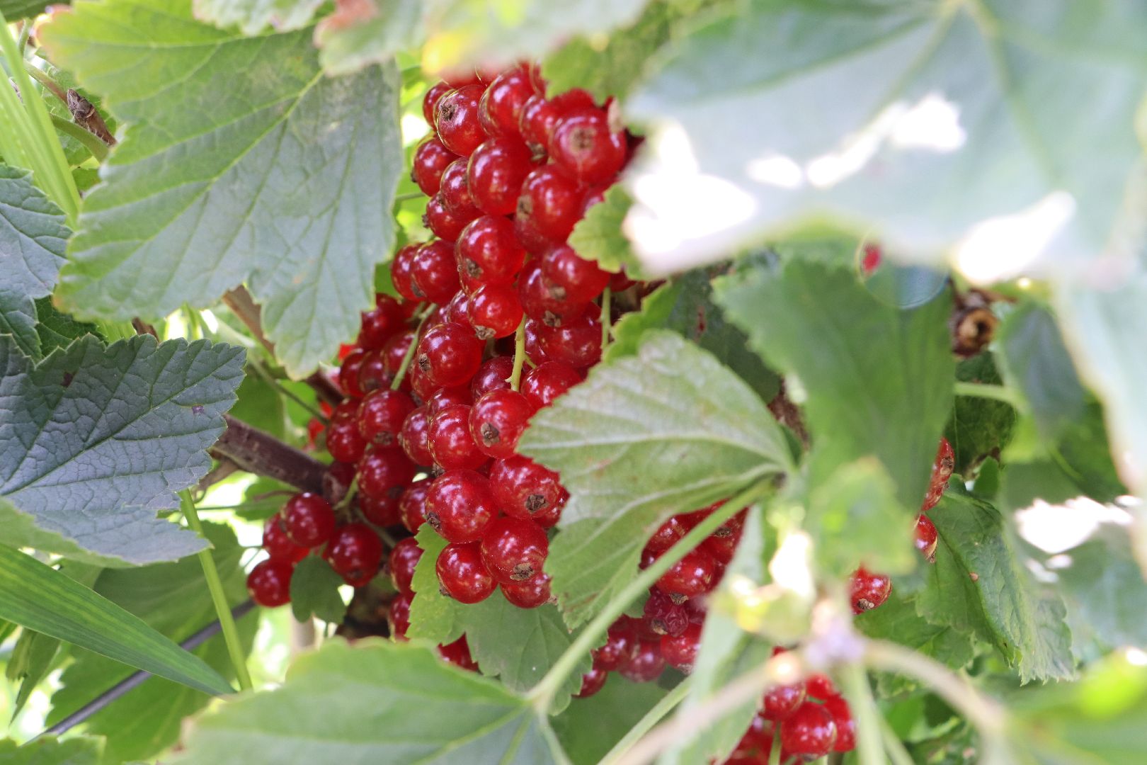 Серебряные Пруды, фермер, красная смородина, голубика, сельское хозяйство, ягодная ферма, ягода,