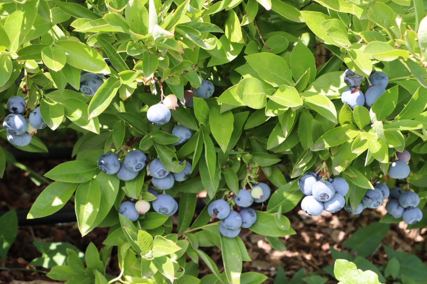 Серебряные Пруды, фермер, красная смородина, голубика, сельское хозяйство, ягодная ферма, ягода,