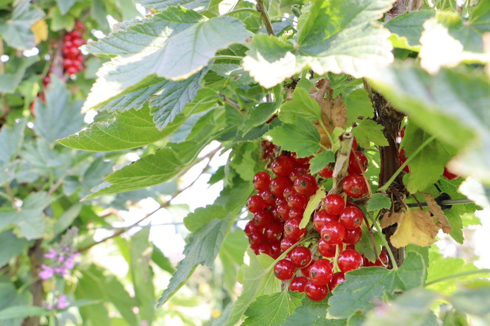 Серебряные Пруды, фермер, красная смородина, голубика, сельское хозяйство, ягодная ферма, ягода,
