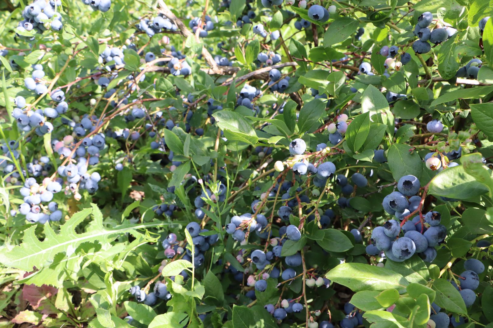 Серебряные Пруды, фермер, красная смородина, голубика, сельское хозяйство, ягодная ферма, ягода,