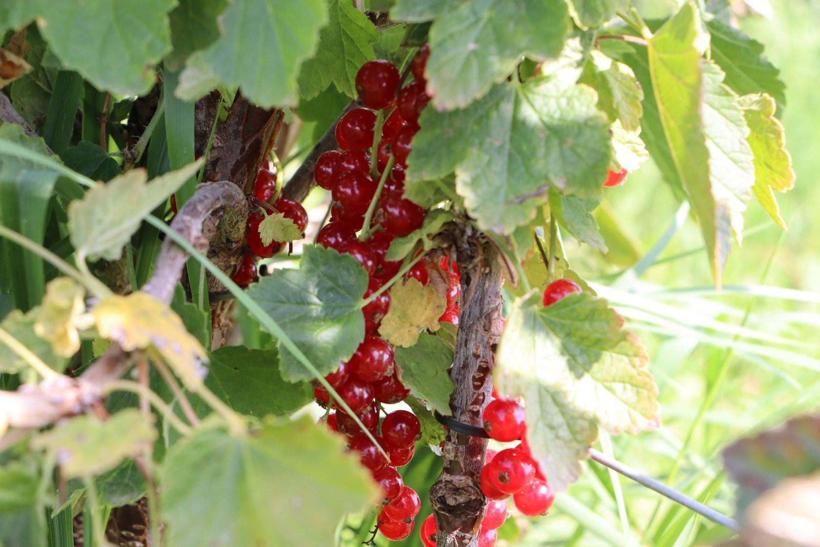 Серебряные Пруды, фермер, красная смородина, голубика, сельское хозяйство, ягодная ферма, ягода,