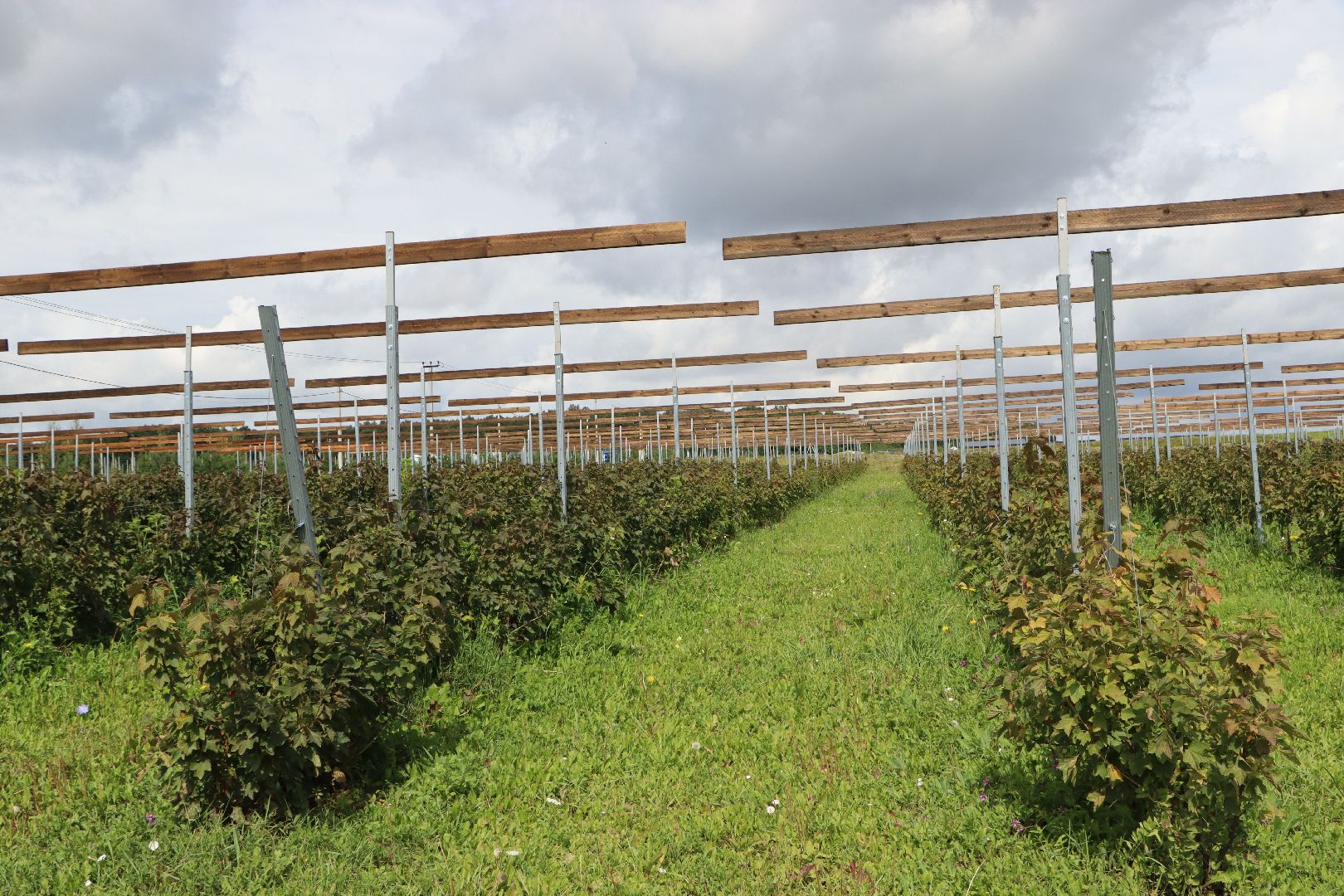 Серебряные Пруды, фермер, красная смородина, голубика, сельское хозяйство, ягодная ферма, ягода,