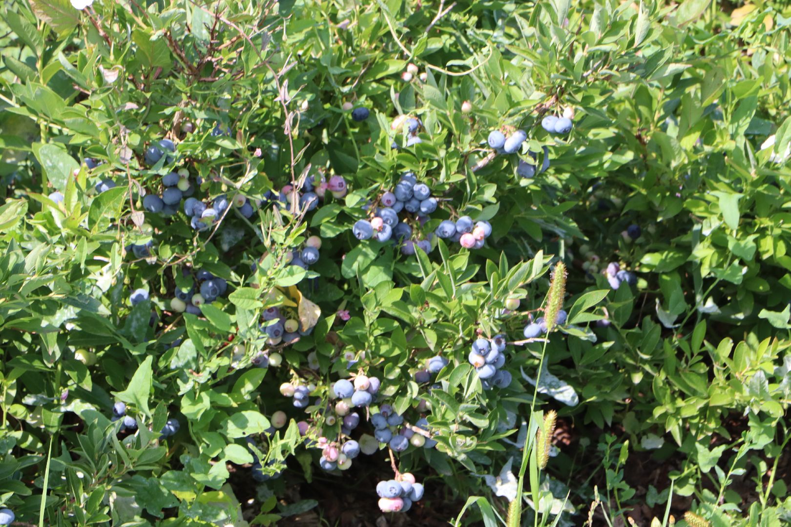 Серебряные Пруды, фермер, красная смородина, голубика, сельское хозяйство, ягодная ферма, ягода,