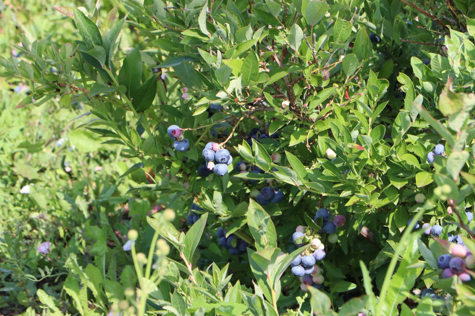 Серебряные Пруды, фермер, красная смородина, голубика, сельское хозяйство, ягодная ферма, ягода,