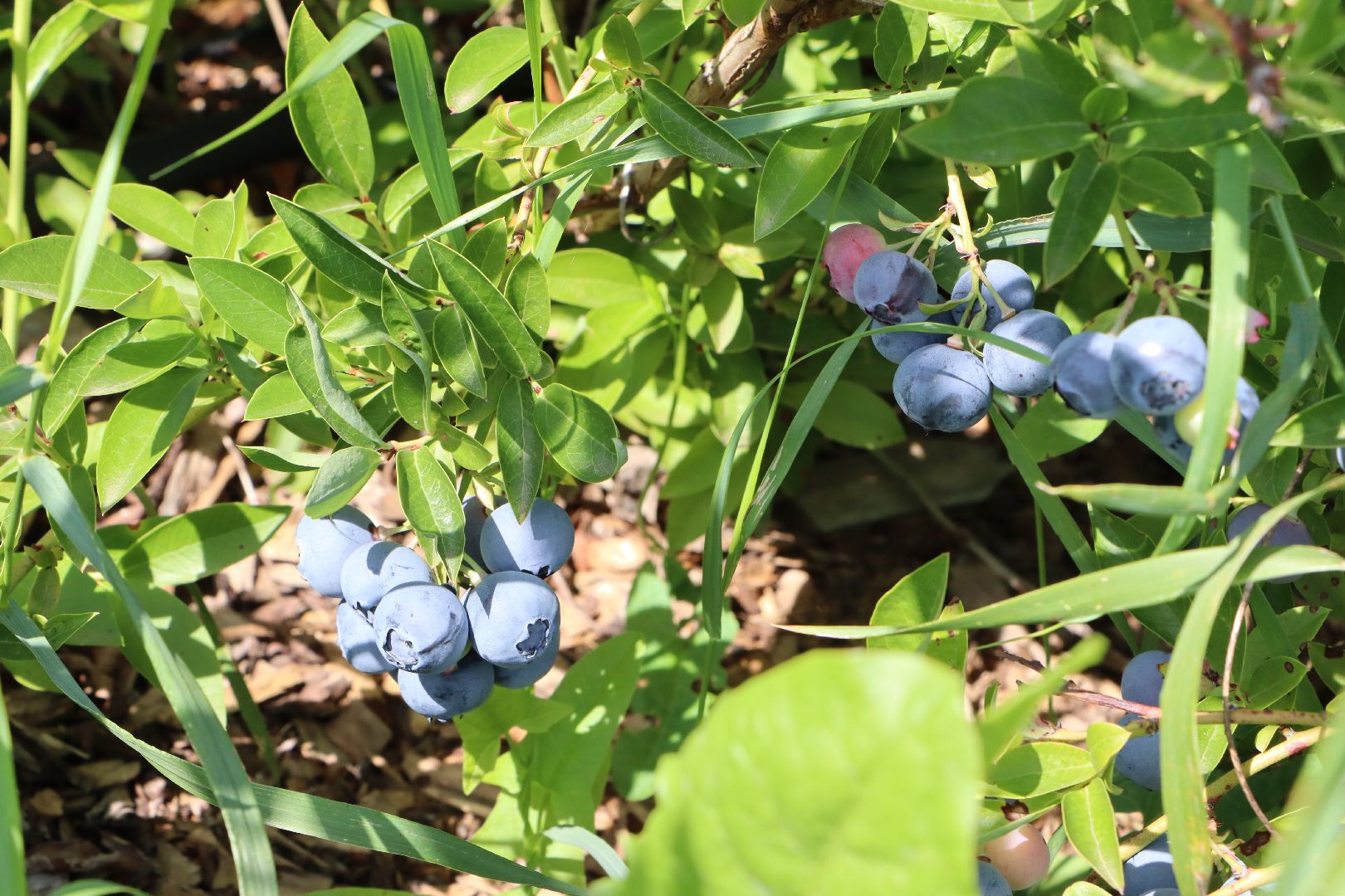 Серебряные Пруды, фермер, красная смородина, голубика, сельское хозяйство, ягодная ферма, ягода,