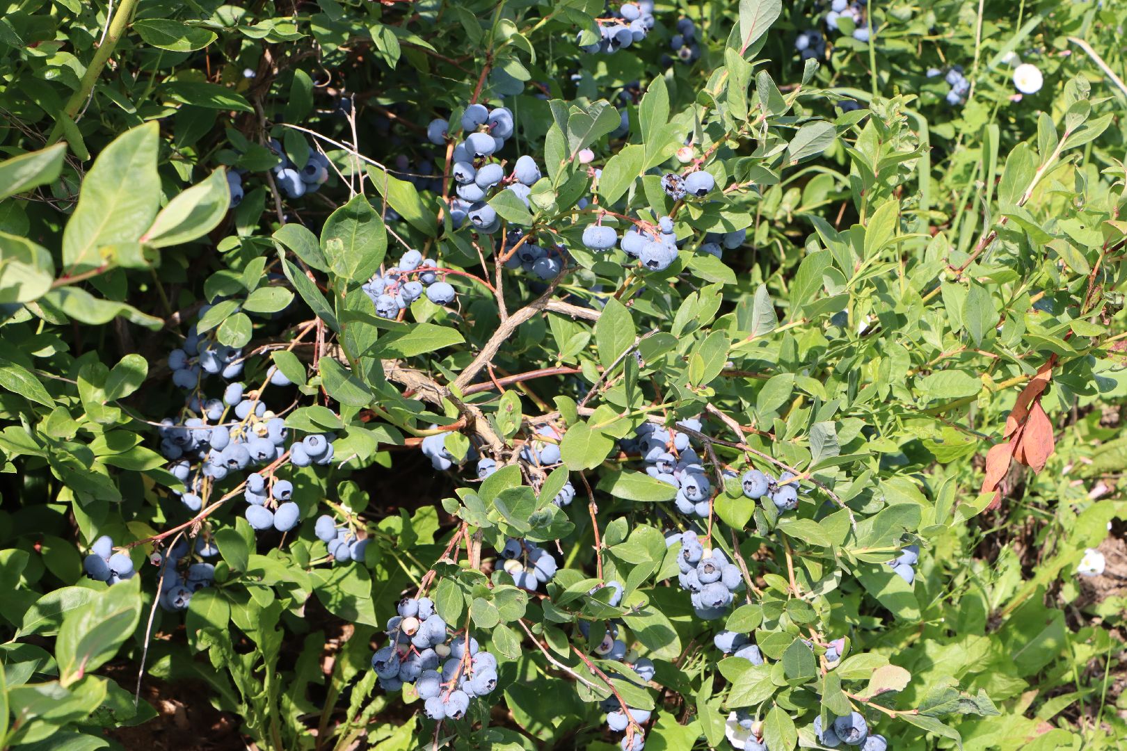 Серебряные Пруды, фермер, красная смородина, голубика, сельское хозяйство, ягодная ферма, ягода,