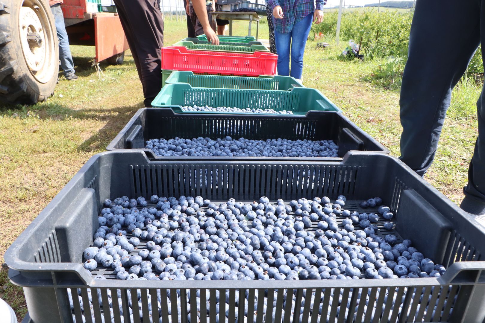 Серебряные Пруды, фермер, красная смородина, голубика, сельское хозяйство, ягодная ферма, ягода,