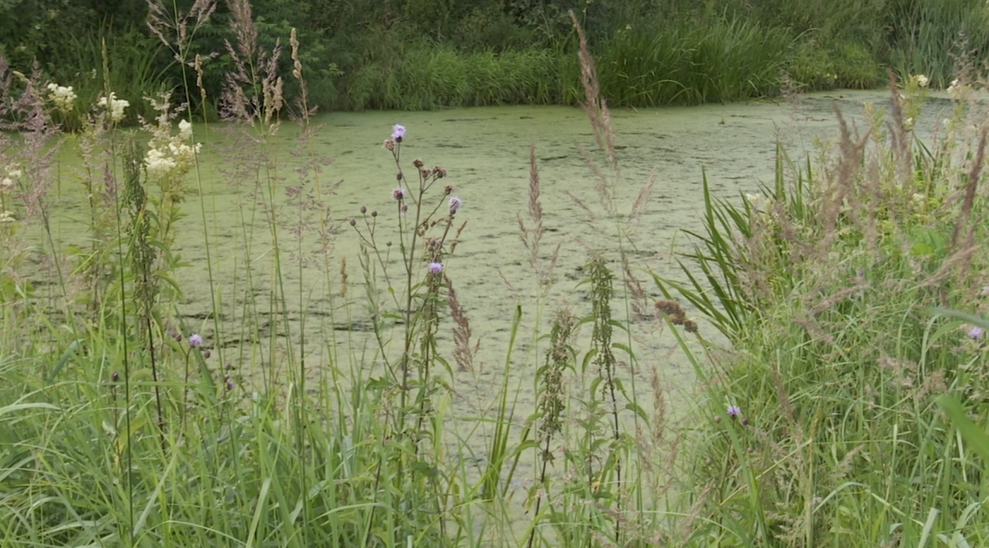 Клин, общество, экология, реки, очистка реки, Подмосковье,