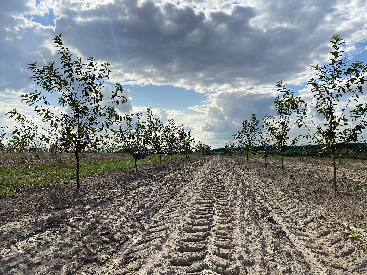 Коломна, сельское хозяйство, фермерское хозяйство, вишневый сад, новые комбайны,