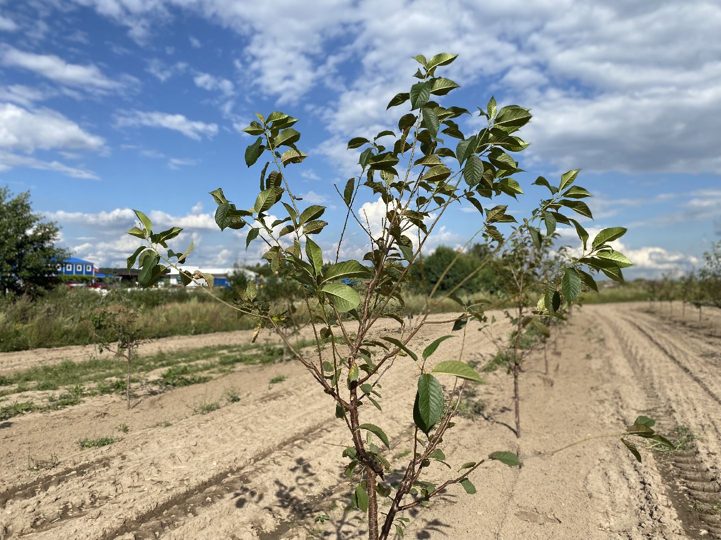 Коломна, сельское хозяйство, фермерское хозяйство, вишневый сад, новые комбайны,