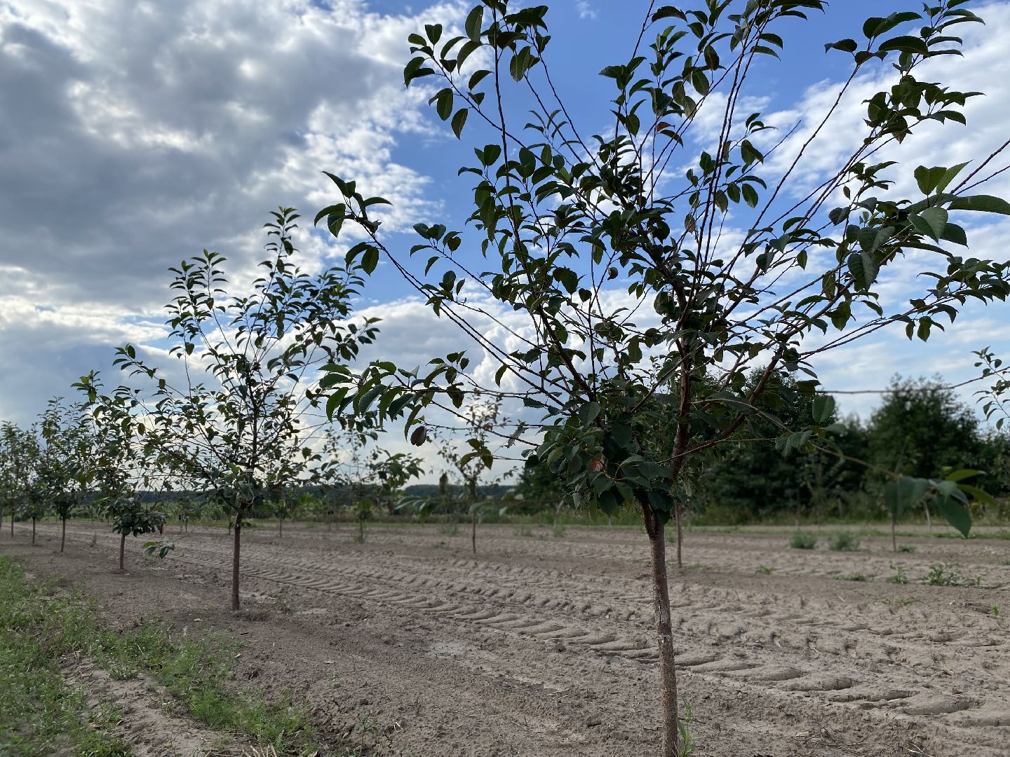Коломна, сельское хозяйство, фермерское хозяйство, вишневый сад, новые комбайны,