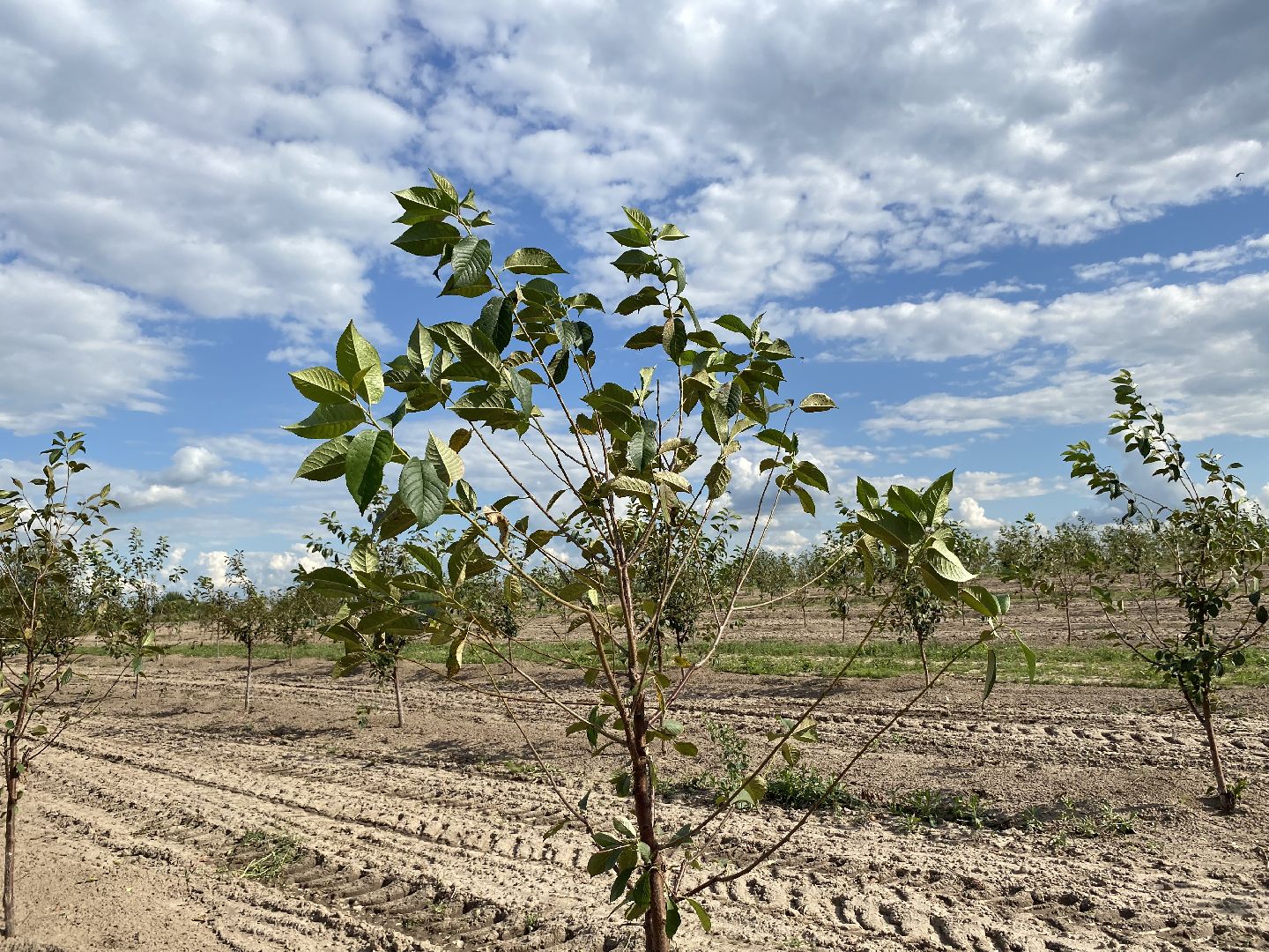 Коломна, сельское хозяйство, фермерское хозяйство, вишневый сад, новые комбайны,