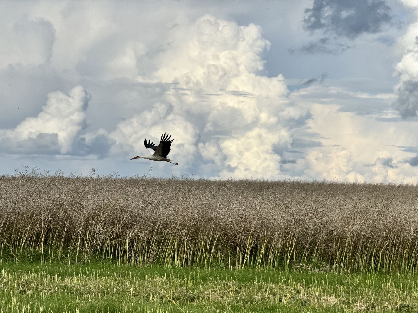 шаховская, уборка урожая, уборка полей,