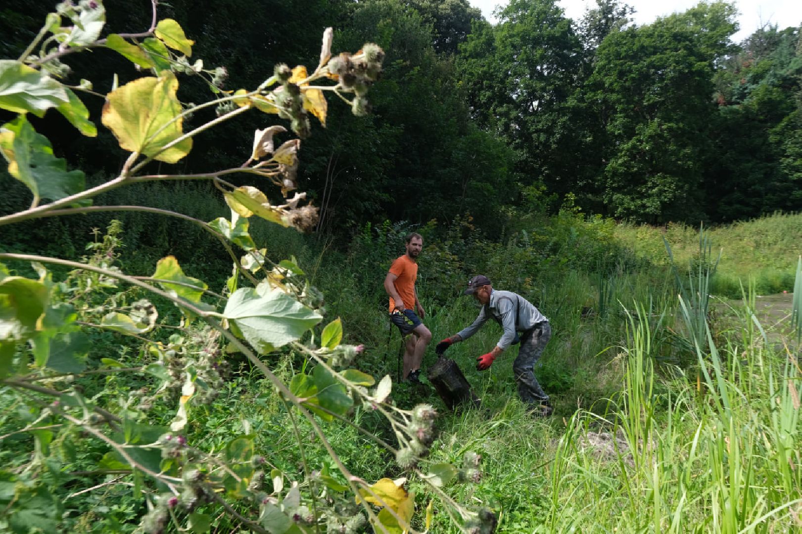 серпухов, липицы, расчистка пруда, экология,